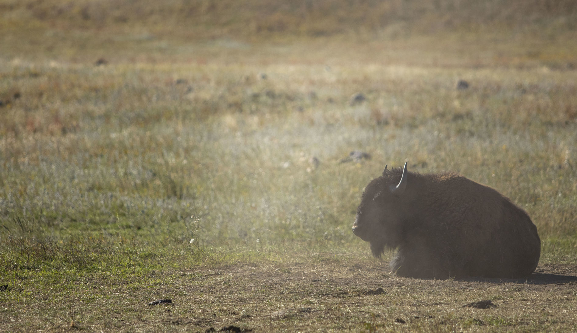 Buffalo 10